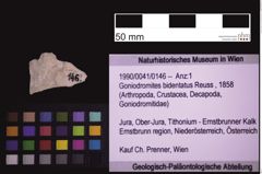 Foto (Objekt + Etiketten) von Goniodromites bidentatus (Reuss, 1858) (NHMW-GEO-1990-0041-0146)